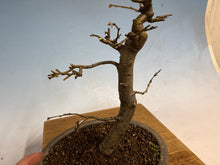 Load image into Gallery viewer, Chinese Quince 006