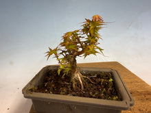 Load image into Gallery viewer, Kotohime Japanese Maple-010