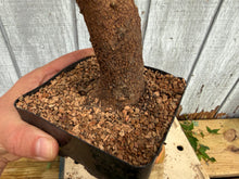 Load image into Gallery viewer, Trident Maple #34