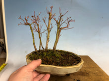 Load image into Gallery viewer, Japanese Maple Forest-Koyo pot-001