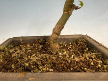 Load image into Gallery viewer, Shishigashira Japanese Maple 010