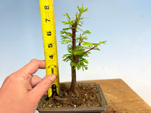 Load image into Gallery viewer, Dawn Redwood 004
