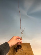 Load image into Gallery viewer, Japanese Maple Bare Root- Large 12-16”+