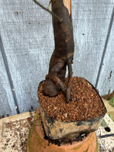 Load image into Gallery viewer, Chinese Quince #8
