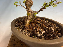 Load image into Gallery viewer, Chinese Elm var. Yatsabusa Cork Bark 002