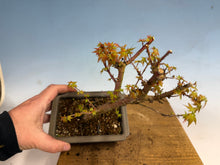 Load image into Gallery viewer, Kotohime Japanese Maple-006-air layer