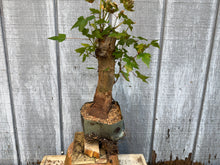 Load image into Gallery viewer, Trident Maple #45