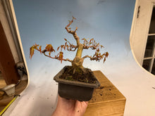 Load image into Gallery viewer, Japanese Maple 003