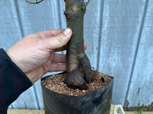 Load image into Gallery viewer, Chinese Quince #6