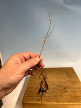 Load image into Gallery viewer, Zelkova Serrata, Japanese Grey Bark Elm- Standard 6-10”