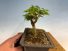 Load image into Gallery viewer, Shishigashira Japanese Maple 006