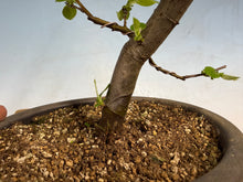 Load image into Gallery viewer, Chinese Quince 011
