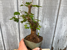Load image into Gallery viewer, Trident Maple #24