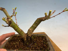 Load image into Gallery viewer, Shishigashira Japanese Maple 001