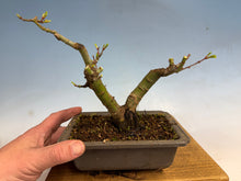 Load image into Gallery viewer, Shishigashira Japanese Maple 001