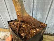 Load image into Gallery viewer, Trident Maple #17