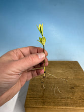 Load image into Gallery viewer, Japanese Gardenia Bare Root