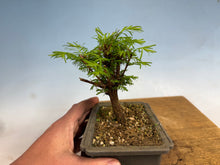 Load image into Gallery viewer, Dawn Redwood 006