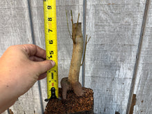 Load image into Gallery viewer, Trident Maple #7