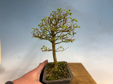 Load image into Gallery viewer, Chinese Hackberry, Celtis 002