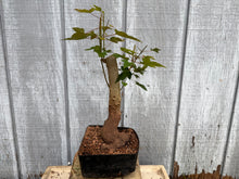 Load image into Gallery viewer, Trident Maple #30