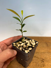 Load image into Gallery viewer, Kumquat, Kinzu
