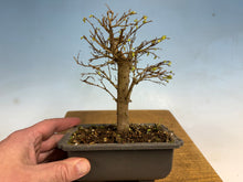 Load image into Gallery viewer, Zelkova, Japanese Grey Bark Elm 003