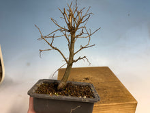 Load image into Gallery viewer, Zelkova, Japanese Grey Bark Elm 008