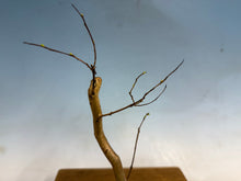 Load image into Gallery viewer, Japanese Crepe Myrtle-001