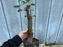 Load image into Gallery viewer, Chinese Quince #5