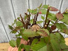 Load image into Gallery viewer, Zelkova, Japanese Grey Bark Elm #10