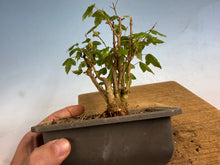 Load image into Gallery viewer, Trident Maple 015- Seedling Fushion Clump