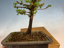 Load image into Gallery viewer, Dawn Redwood 003
