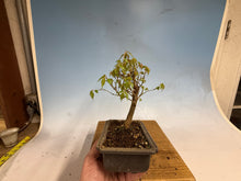 Load image into Gallery viewer, Zelkova, Japanese Grey Bark Elm 010
