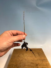 Load image into Gallery viewer, Korean Hornbeam Bare Root- Standard 3-5”