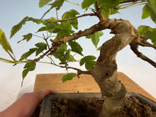 Load image into Gallery viewer, Trident Maple 017