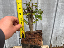 Load image into Gallery viewer, Zelkova, Japanese Grey Bark Elm #7