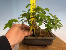 Load image into Gallery viewer, Trident Maple 017