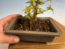 Load image into Gallery viewer, Kotohime Japanese Maple-014