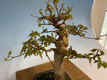 Load image into Gallery viewer, Trident Maple 007