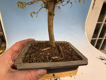 Load image into Gallery viewer, Zelkova, Japanese Grey Bark Elm 012