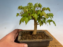 Load image into Gallery viewer, Trident Maple 010