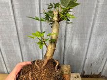 Load image into Gallery viewer, Trident Maple #13