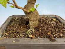 Load image into Gallery viewer, Trident Maple 006