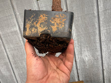 Load image into Gallery viewer, Trident Maple #37