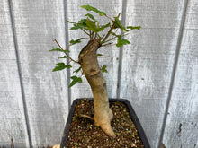 Load image into Gallery viewer, Trident Maple #46