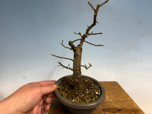 Load image into Gallery viewer, Chinese Quince 003