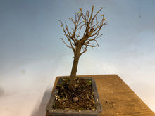 Load image into Gallery viewer, Zelkova, Japanese Grey Bark Elm 004
