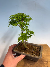 Load image into Gallery viewer, Shishigashira Japanese Maple 015