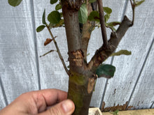 Load image into Gallery viewer, Chinese Quince #10